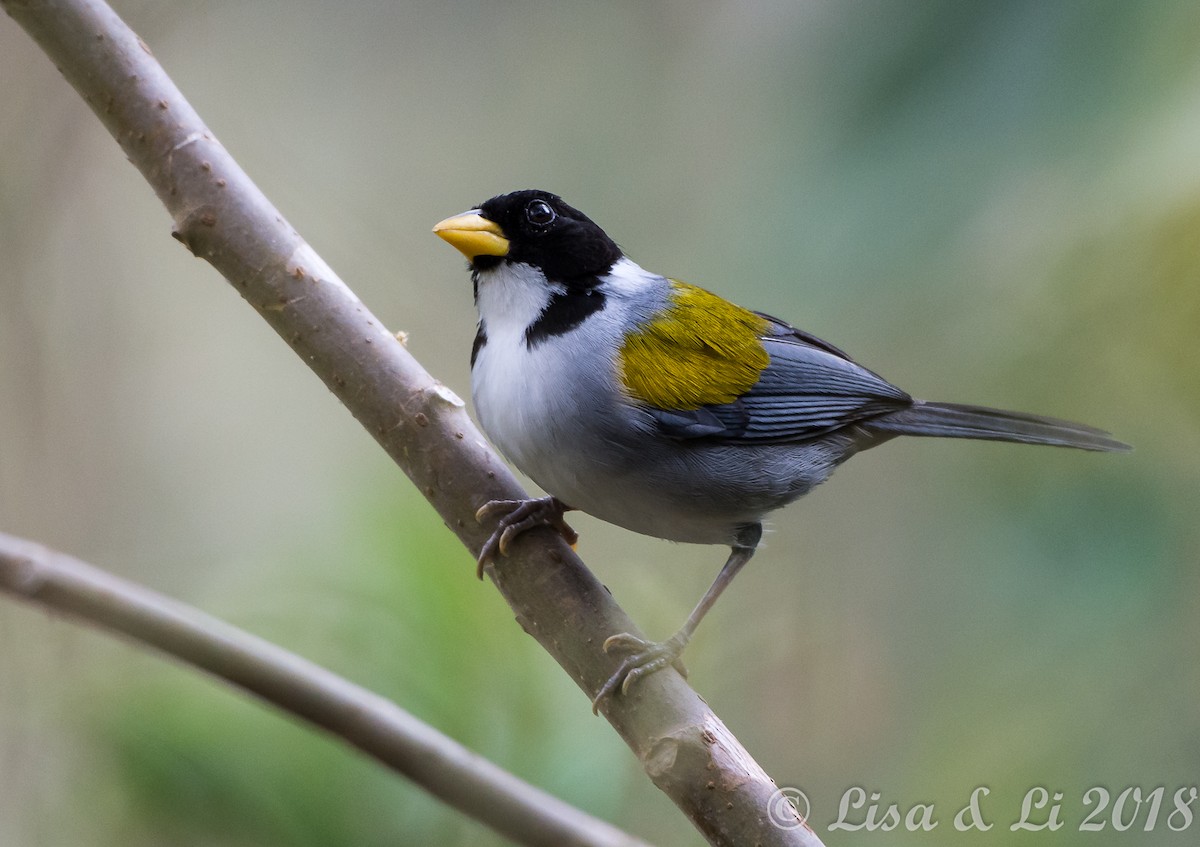 Golden-winged Sparrow - Lisa & Li Li