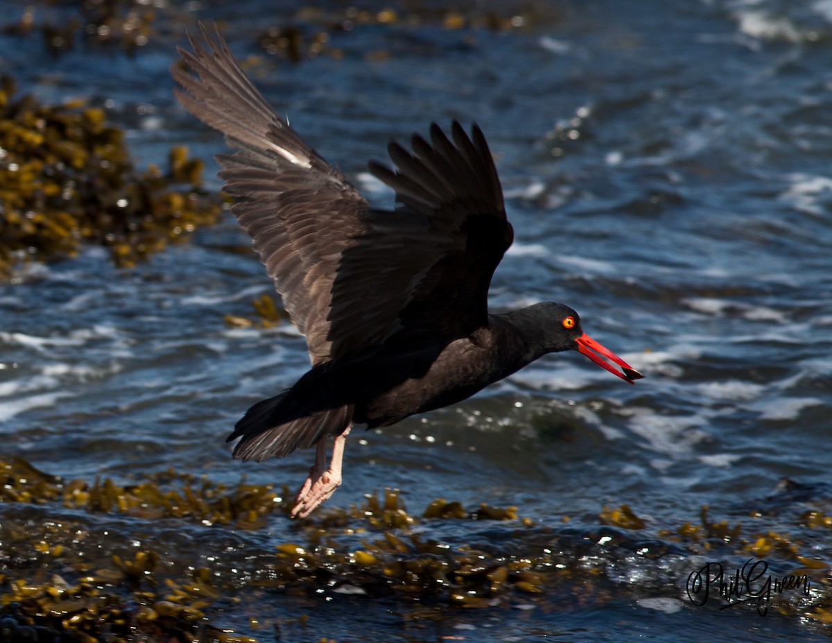 Black Oystercatcher - ML352226471