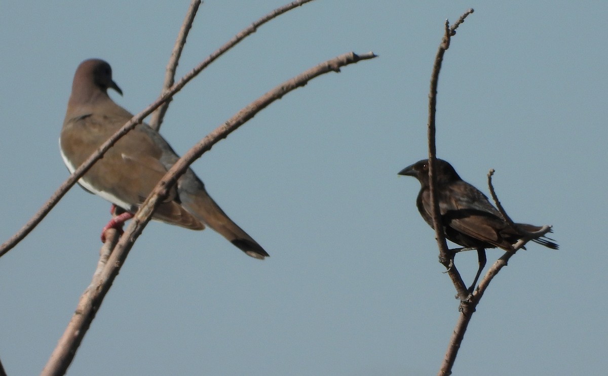 Bronzed Cowbird - ML352226711