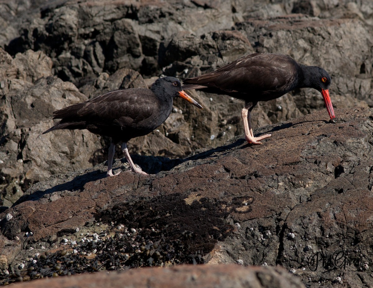 Black Oystercatcher - ML352226741