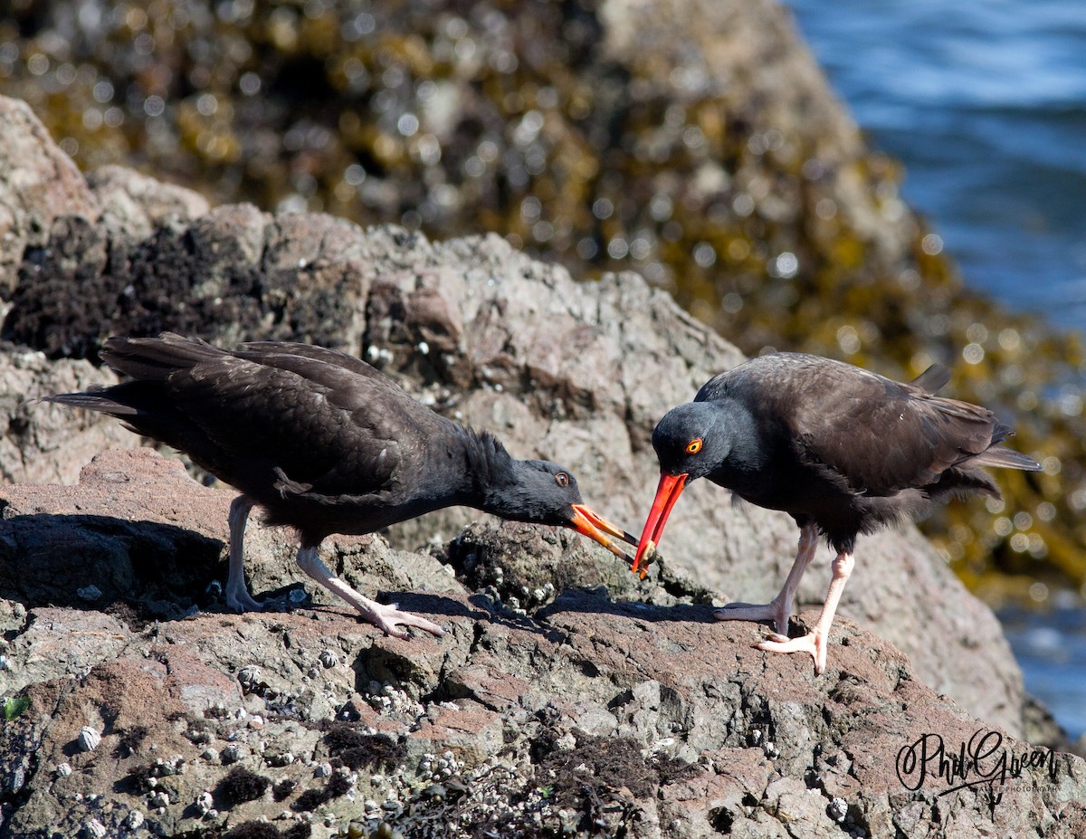 Black Oystercatcher - ML352226951