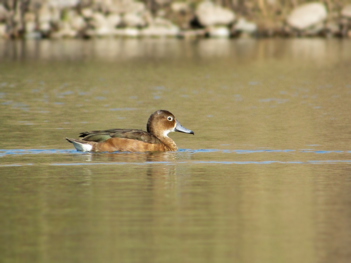 Rosy-billed Pochard - ML352228761