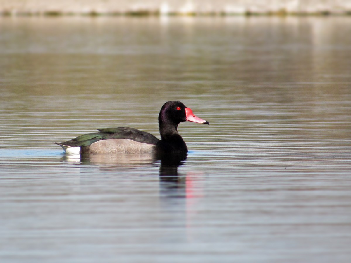 Rosy-billed Pochard - ML352228791