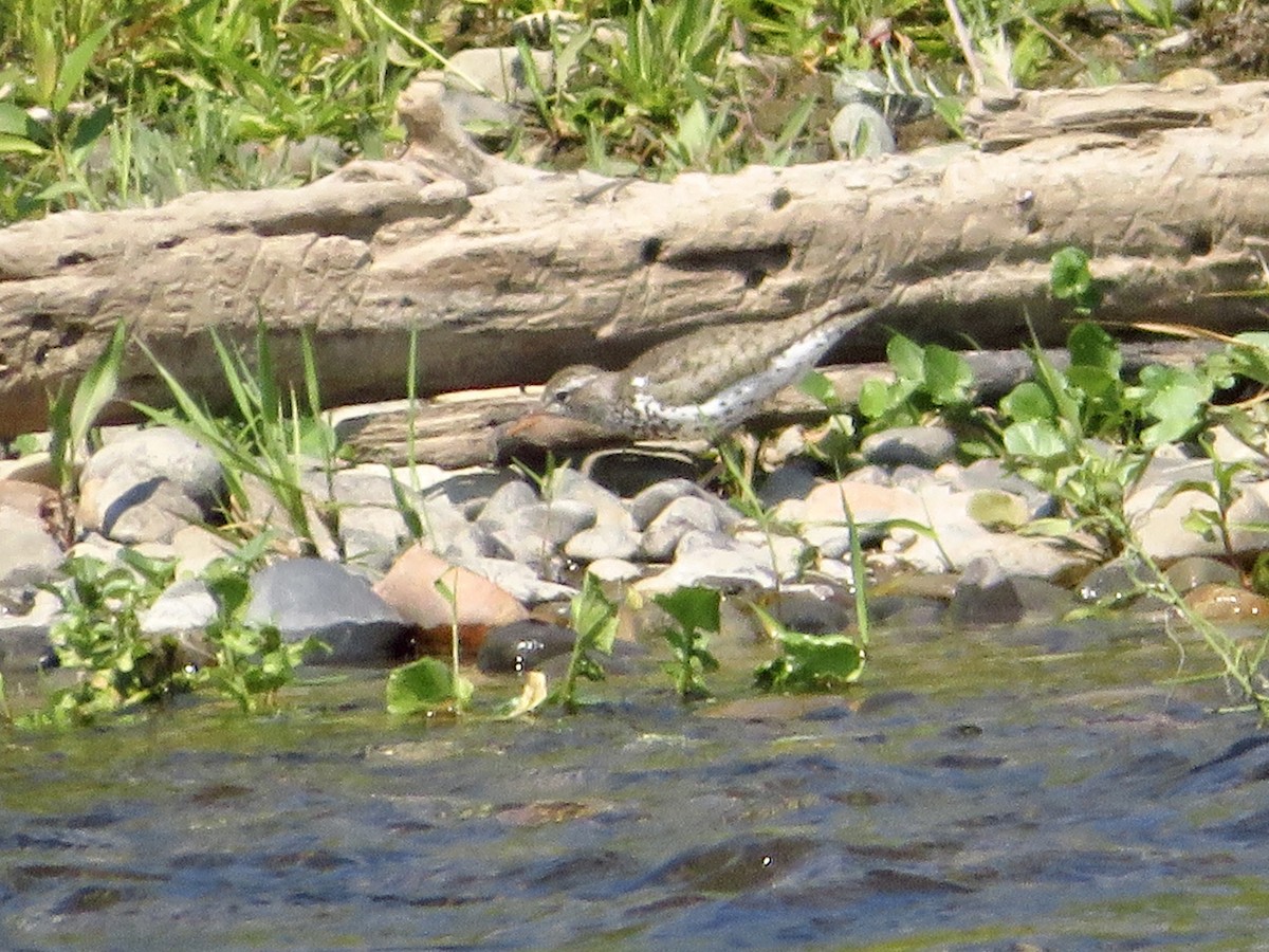 Spotted Sandpiper - ML352228971