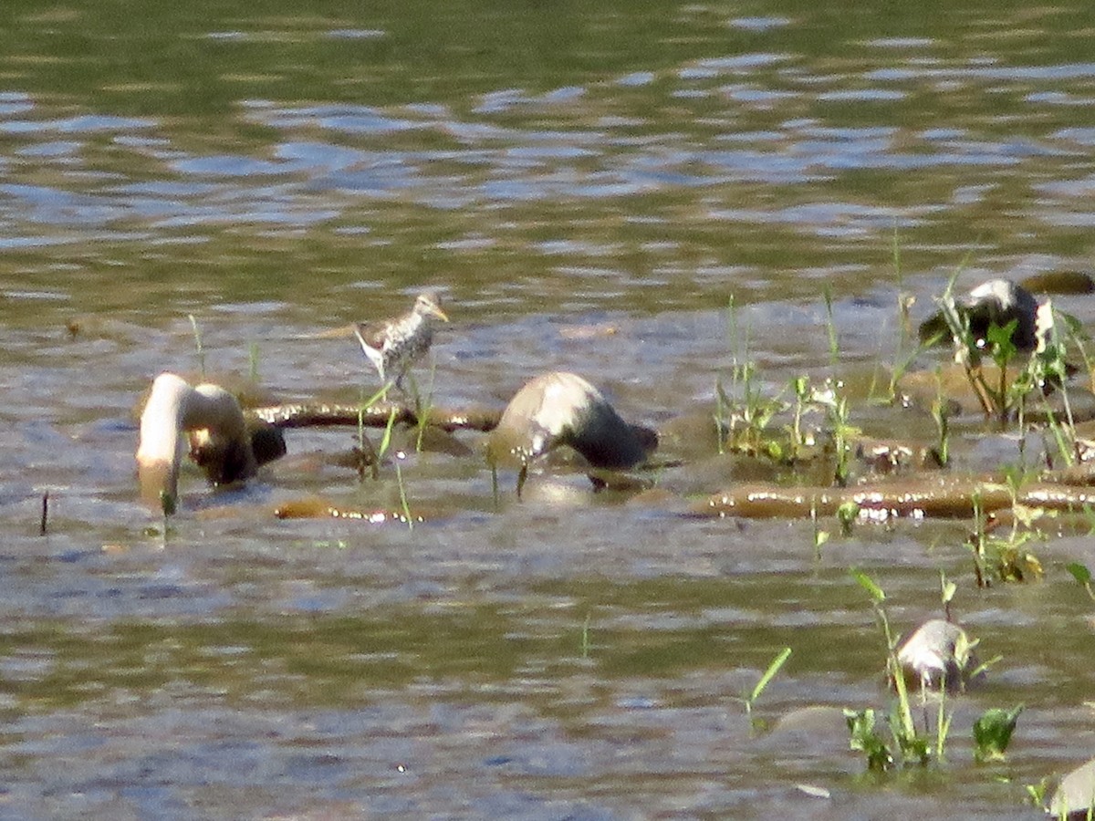 Spotted Sandpiper - ML352228991