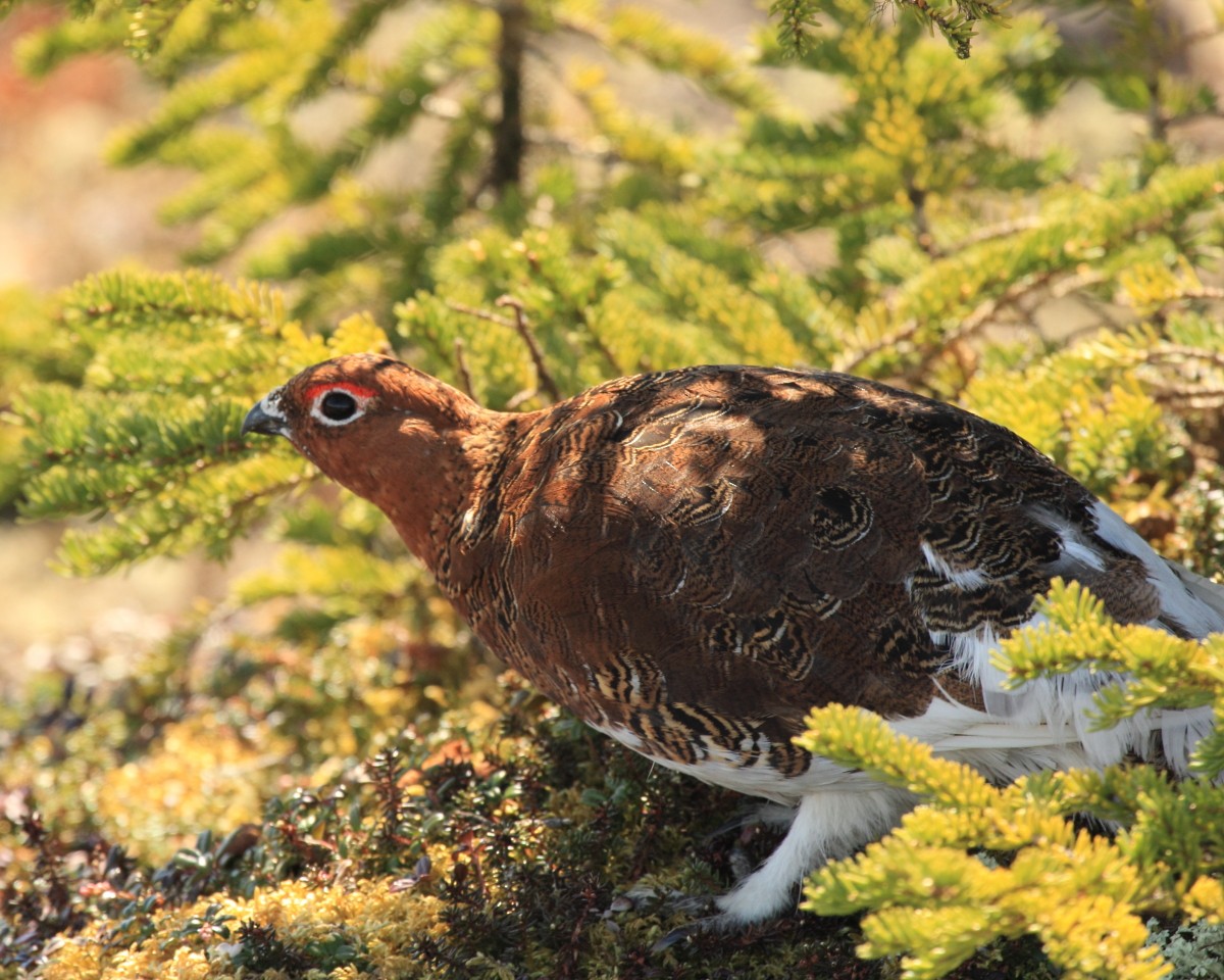 Willow Ptarmigan (Willow) - Mike V.A. Burrell