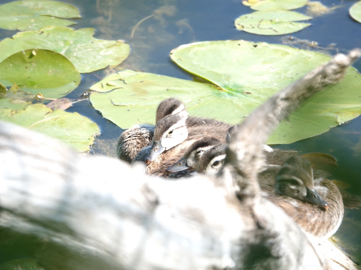 Wood Duck - ML352230151