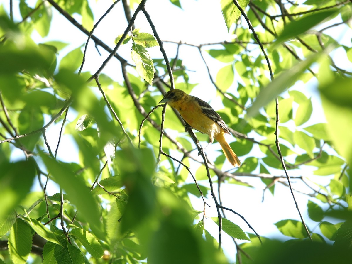 Baltimore Oriole - ML352231231