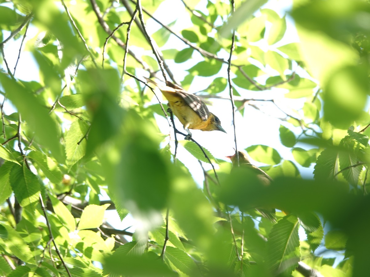 Baltimore Oriole - ML352231251