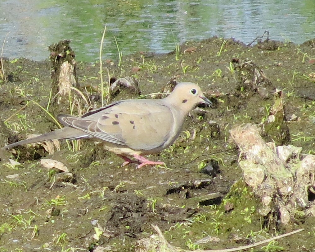 Mourning Dove - ML352232881