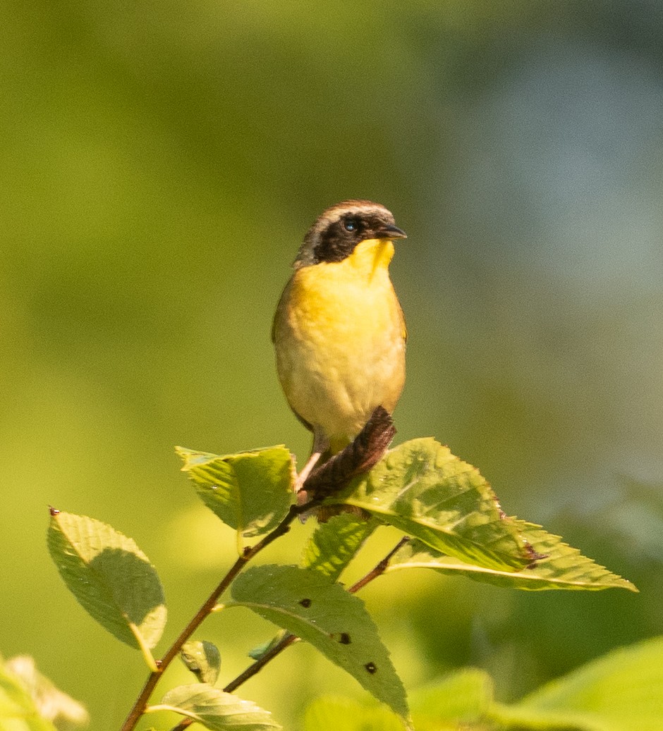 Common Yellowthroat - ML352233321