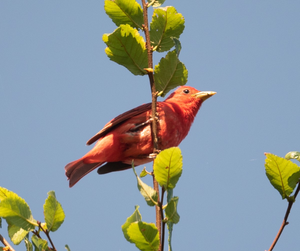 Summer Tanager - ML352233451