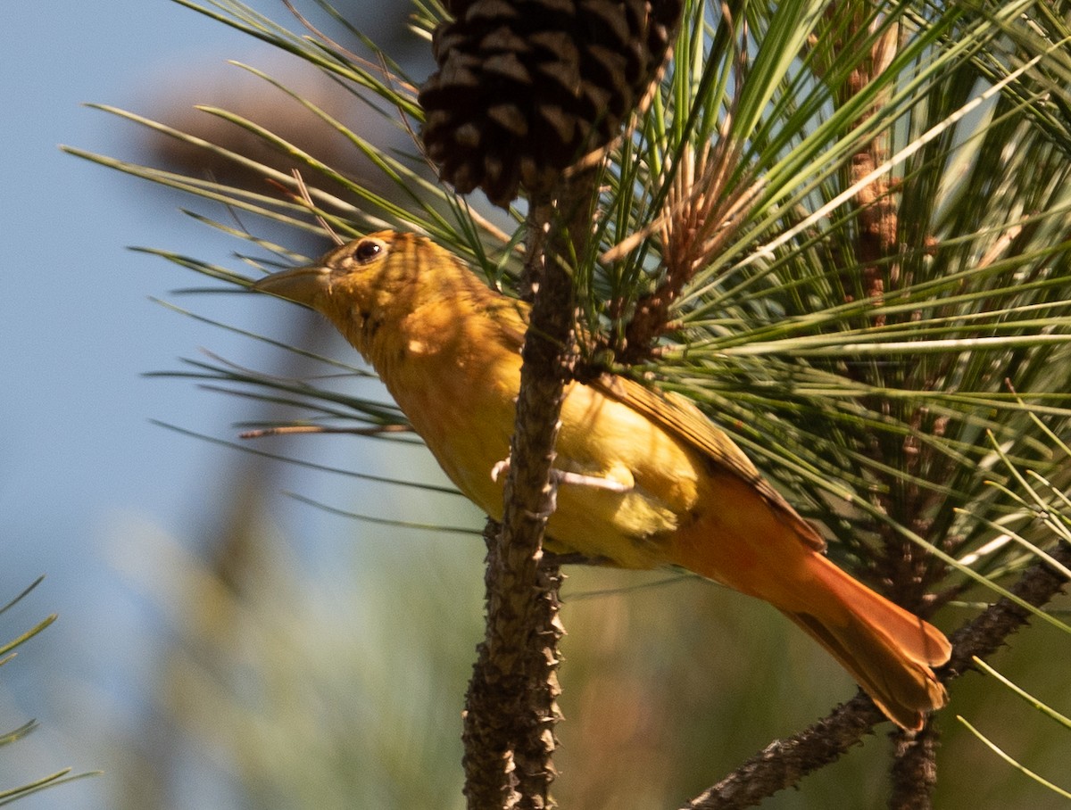 Summer Tanager - ML352233461
