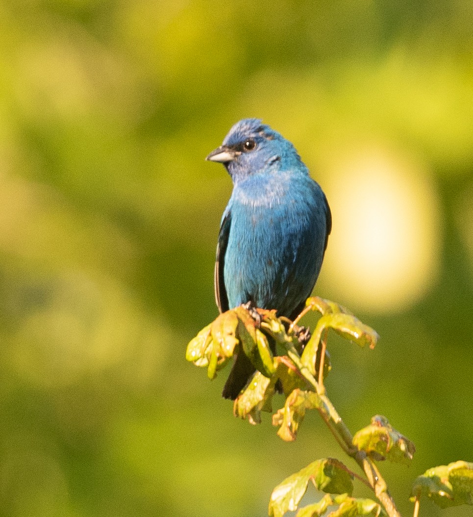 Indigo Bunting - ML352233521