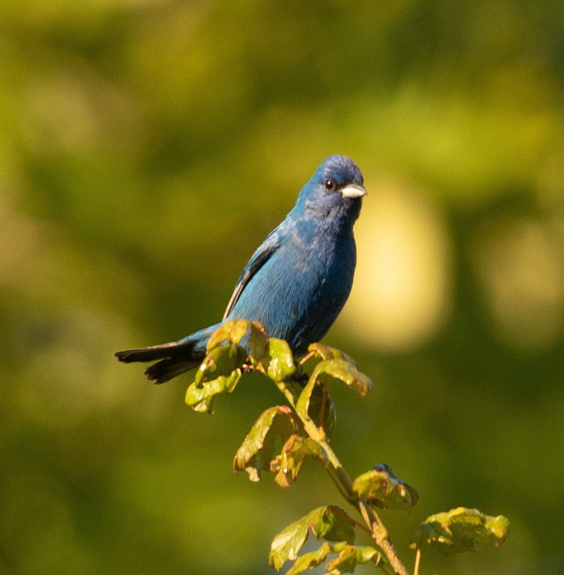 Indigo Bunting - ML352233541