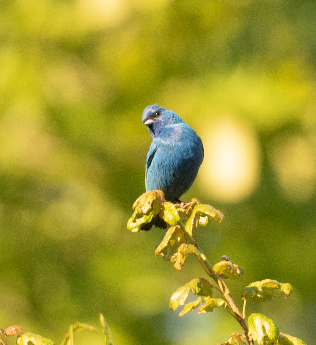 Indigo Bunting - ML352233551