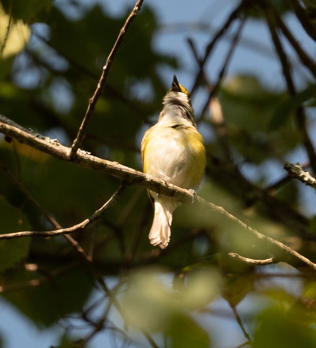 White-eyed Vireo - ML352233561