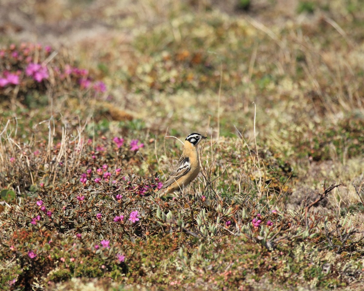 Smith's Longspur - Mike V.A. Burrell