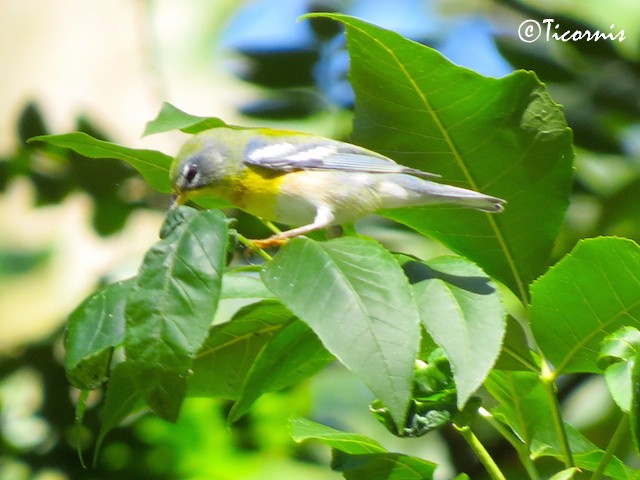 Northern Parula - ML35223591