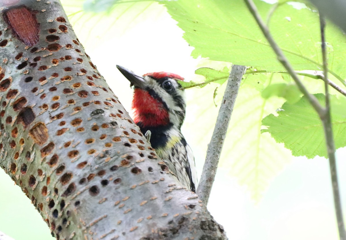 Yellow-bellied Sapsucker - ML352238091