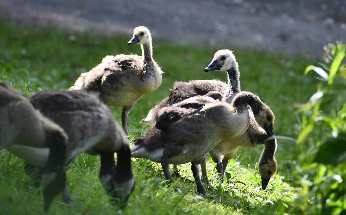 Branta kanadar handia - ML352239151
