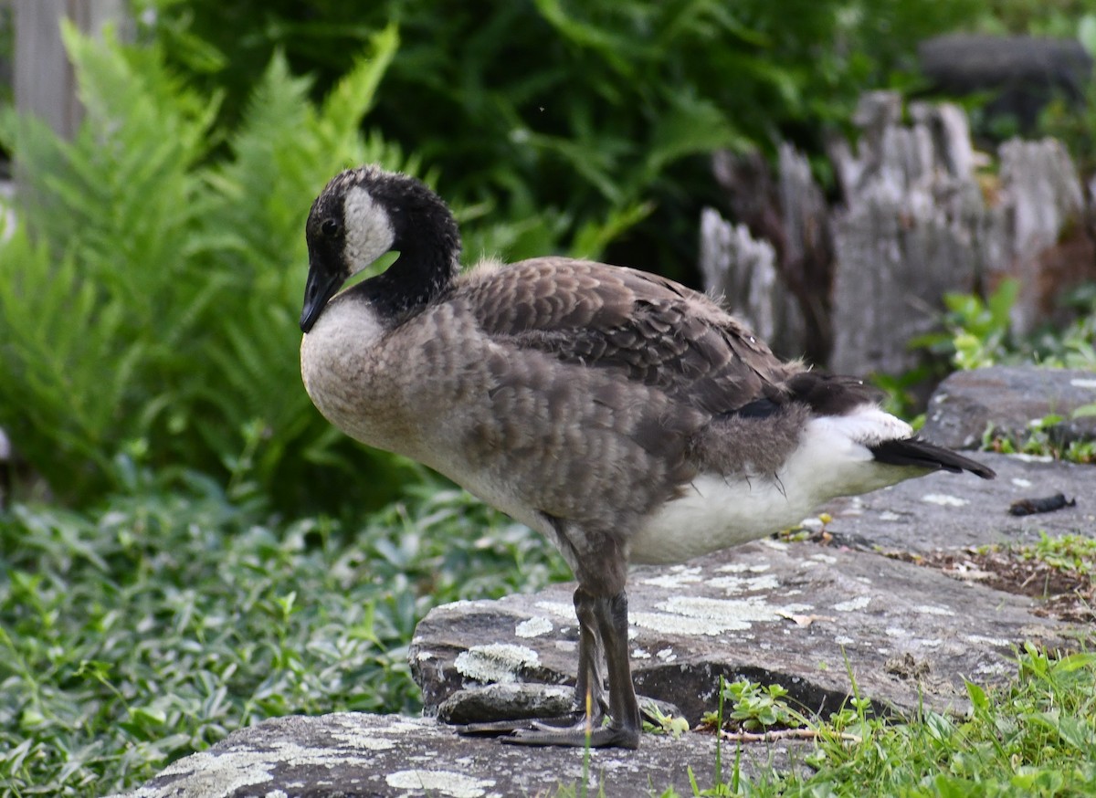 Branta kanadar handia - ML352239161