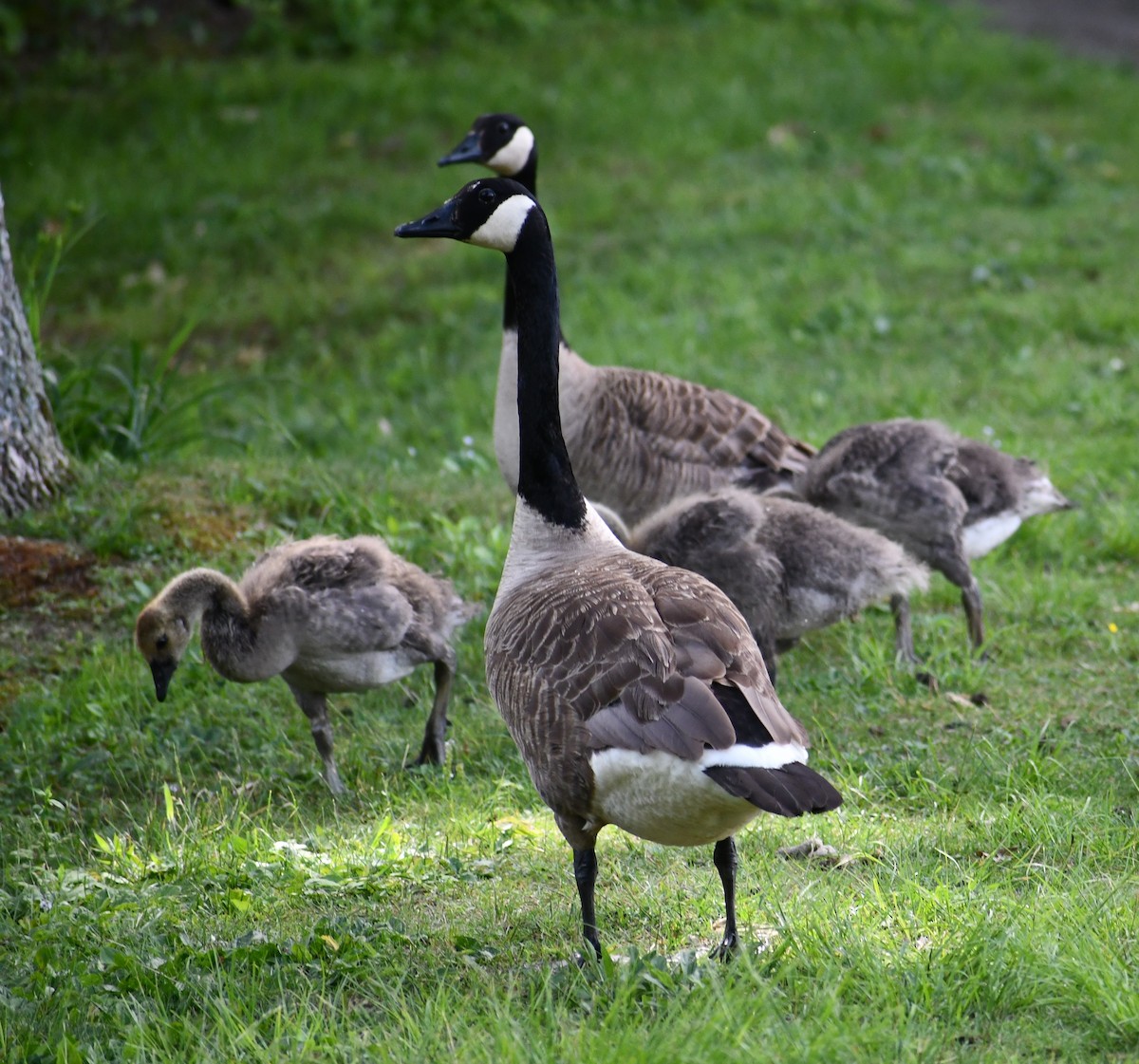 Canada Goose - ML352239191