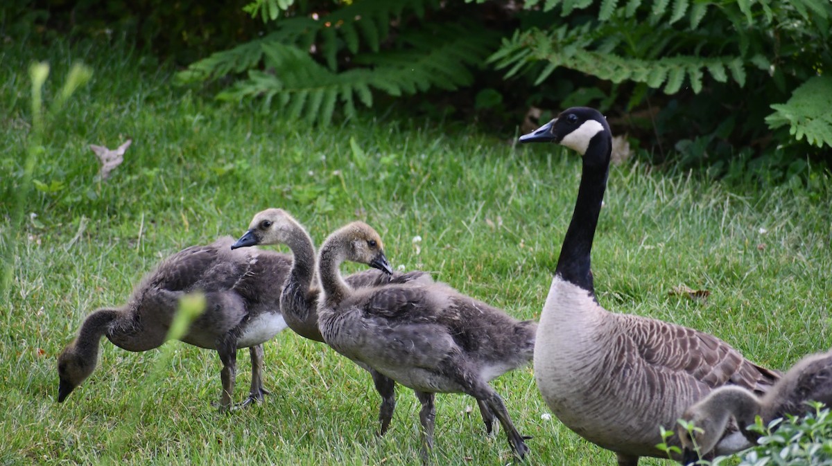 Canada Goose - ML352239201