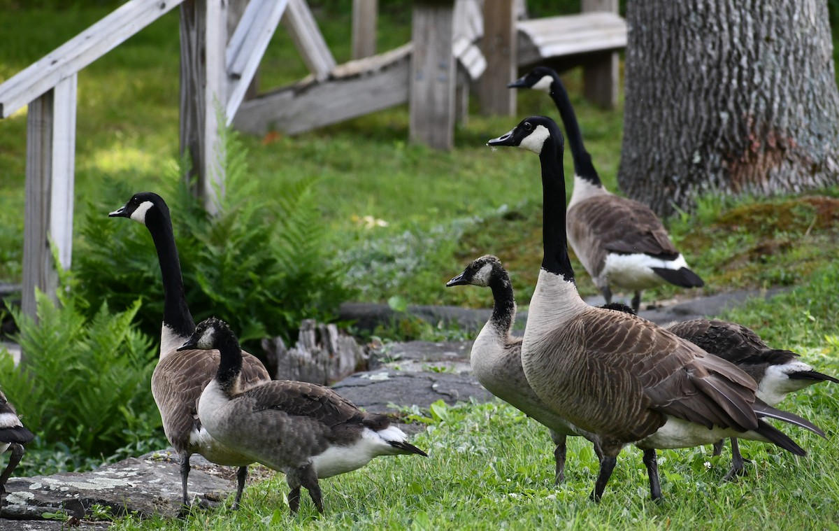Branta kanadar handia - ML352239211