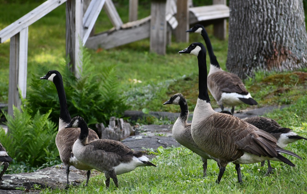 Canada Goose - ML352239211