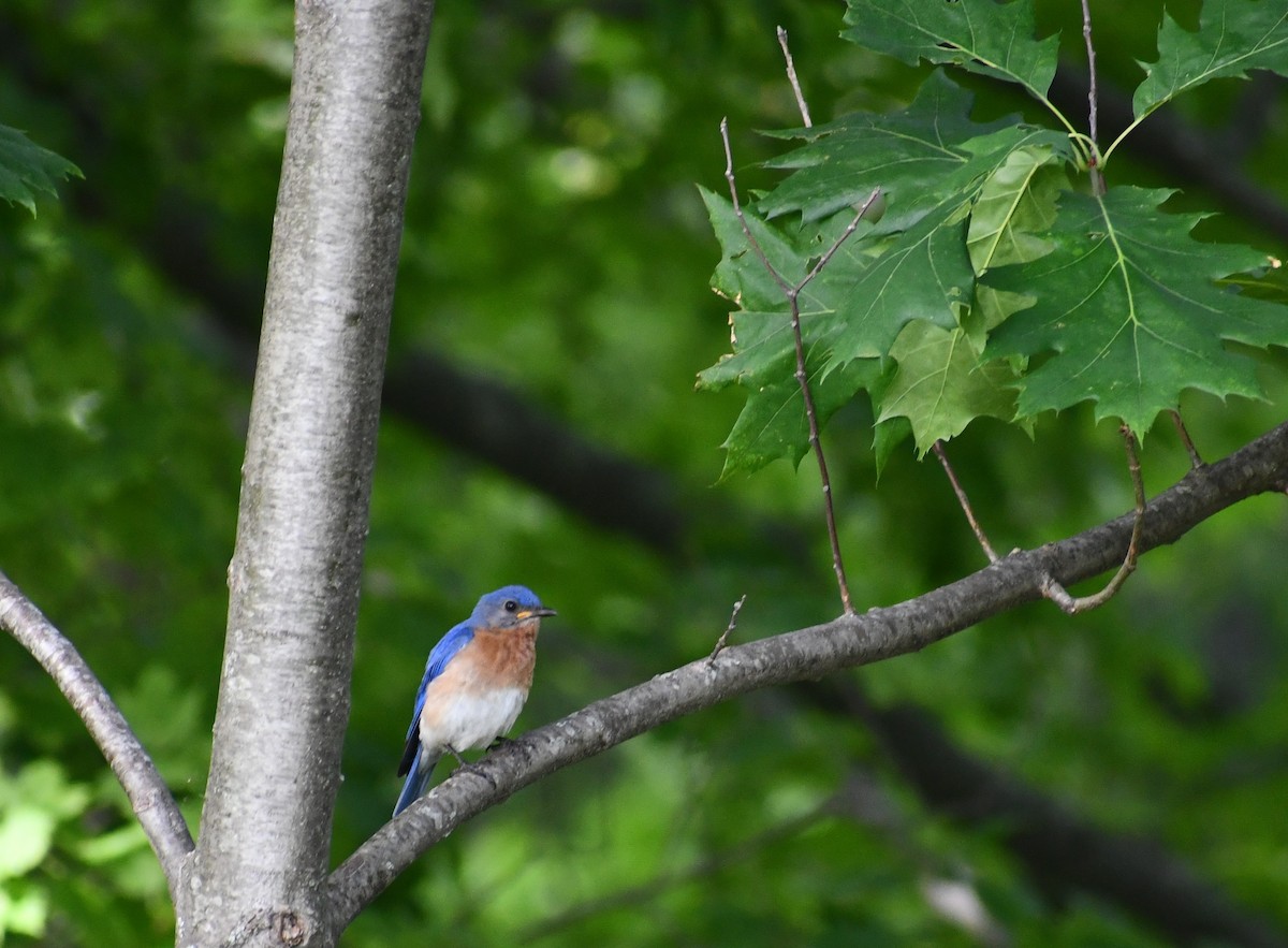 Eastern Bluebird - ML352239271