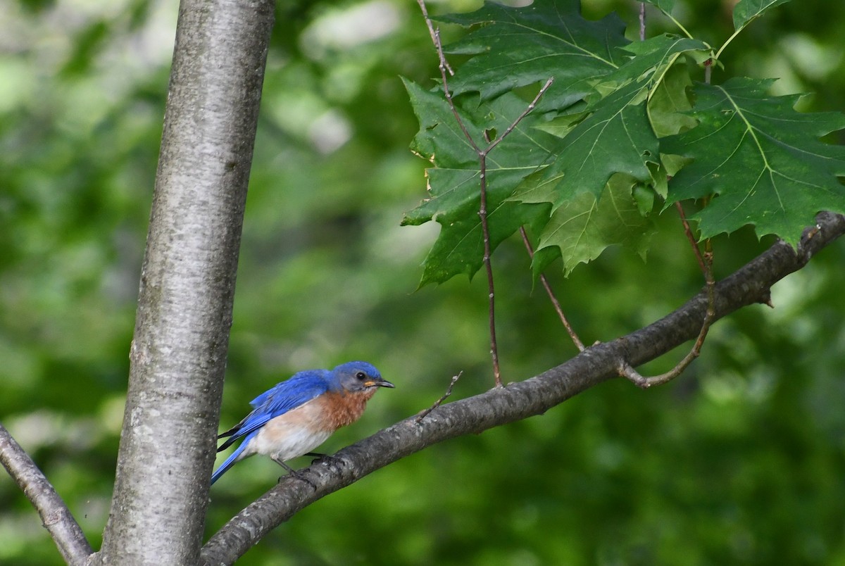 Eastern Bluebird - ML352239281