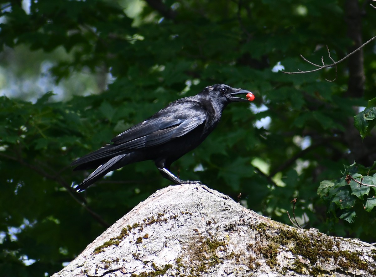 crow sp. - ML352239911