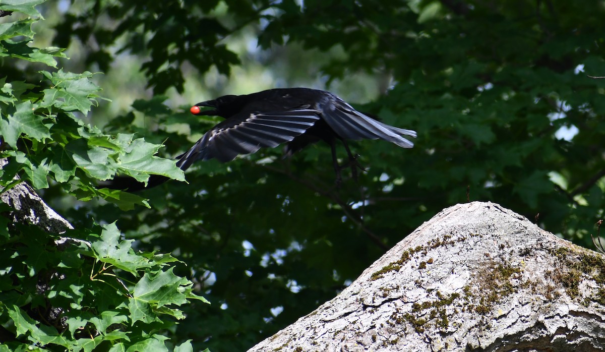 crow sp. - ML352239921