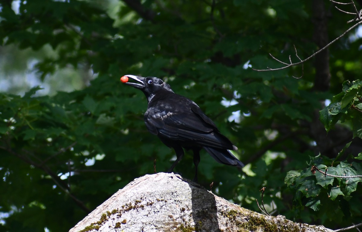 crow sp. - ML352239941