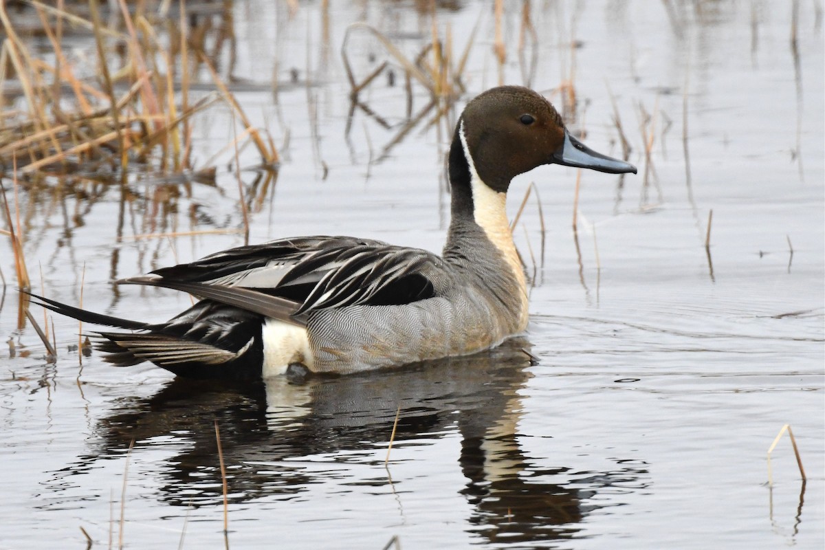 Northern Pintail - Jerry Chen