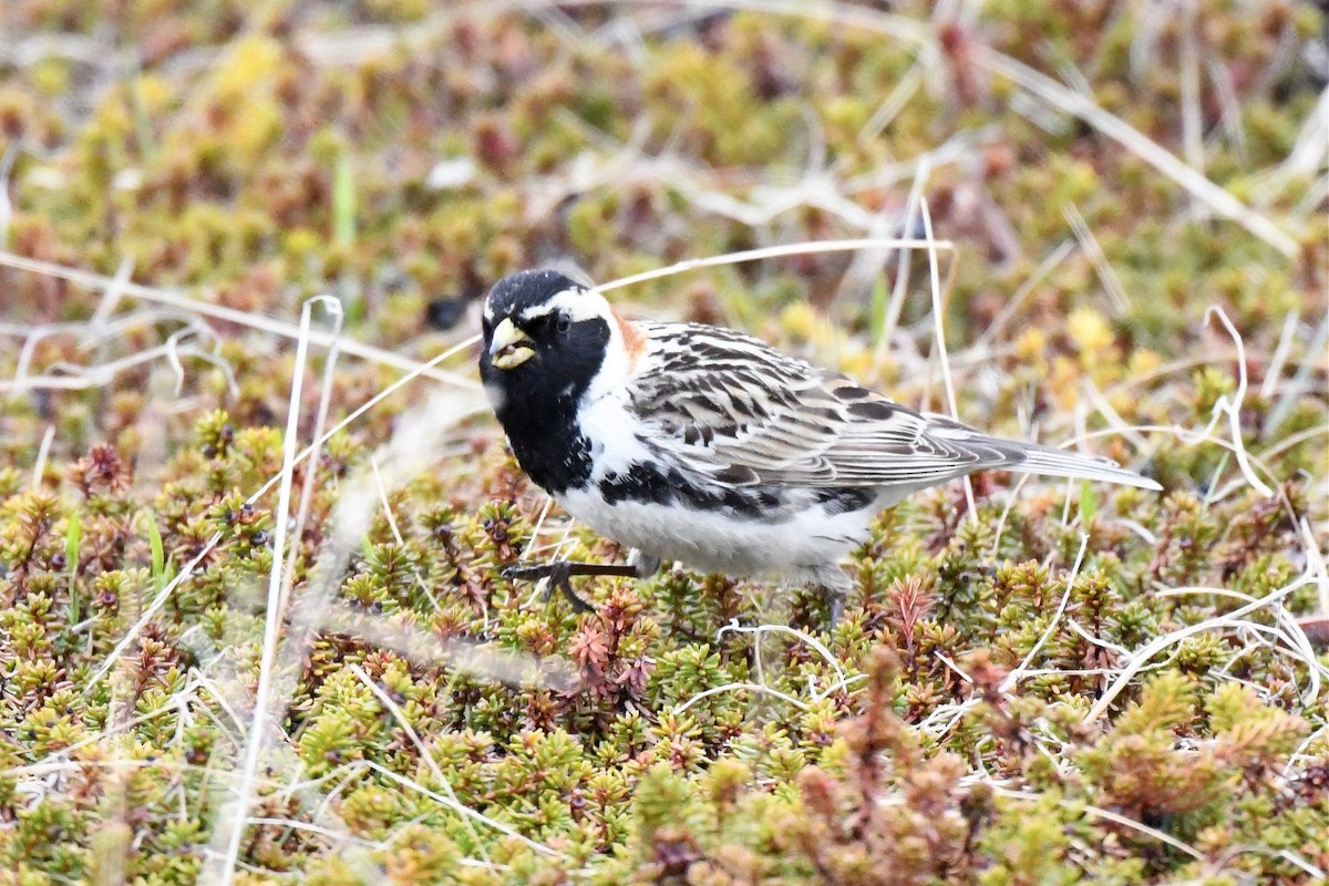 Lapland Longspur - ML352241451