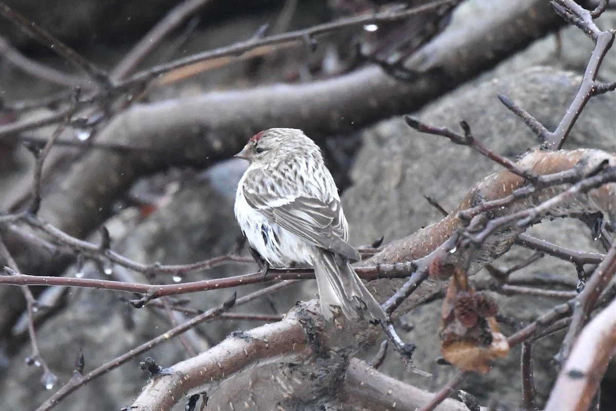 Hoary Redpoll - ML352241681