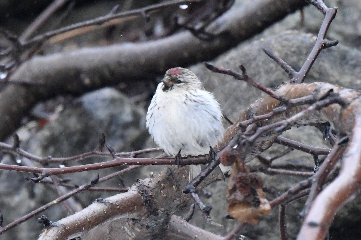 Hoary Redpoll - ML352241691