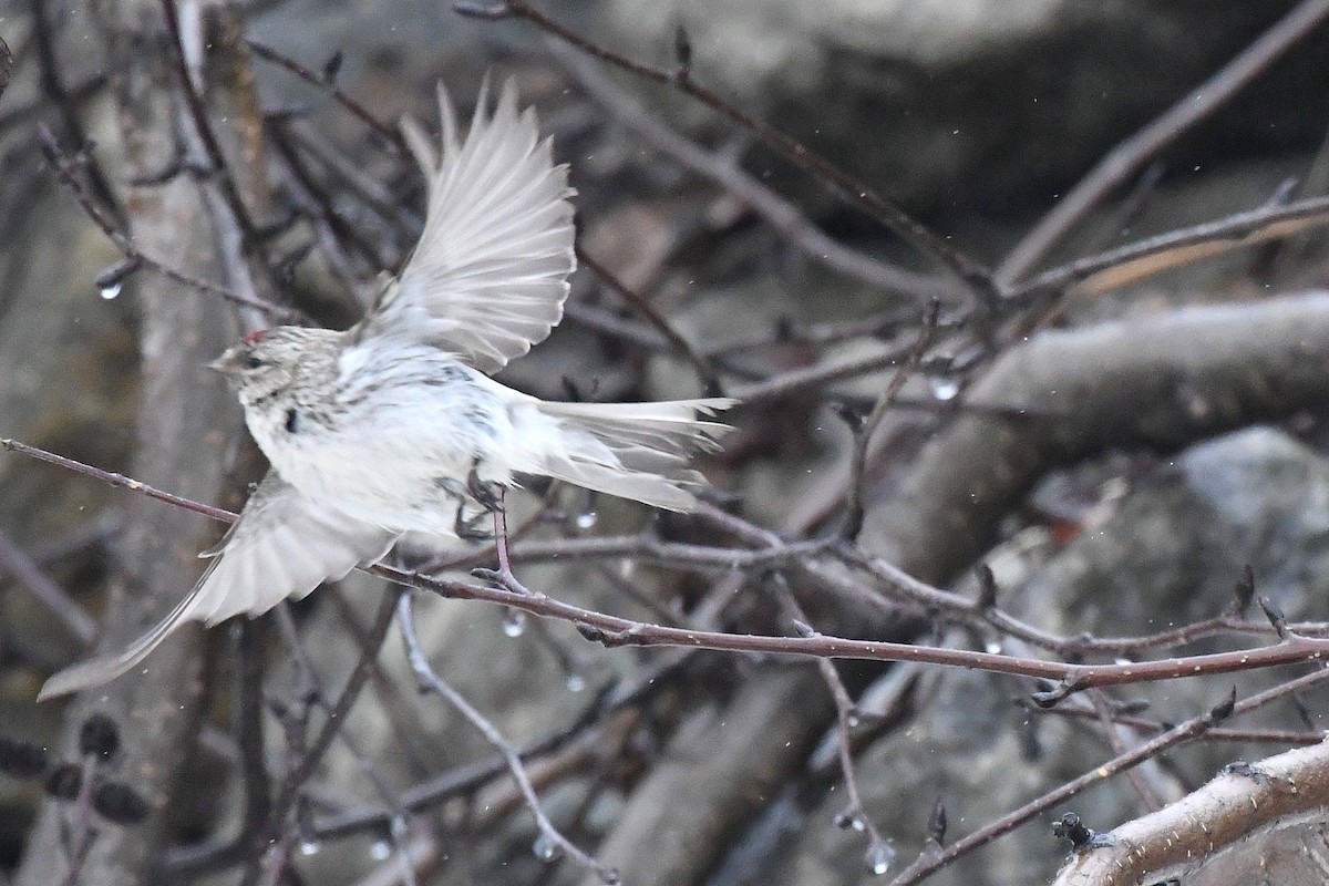 Hoary Redpoll - ML352241711