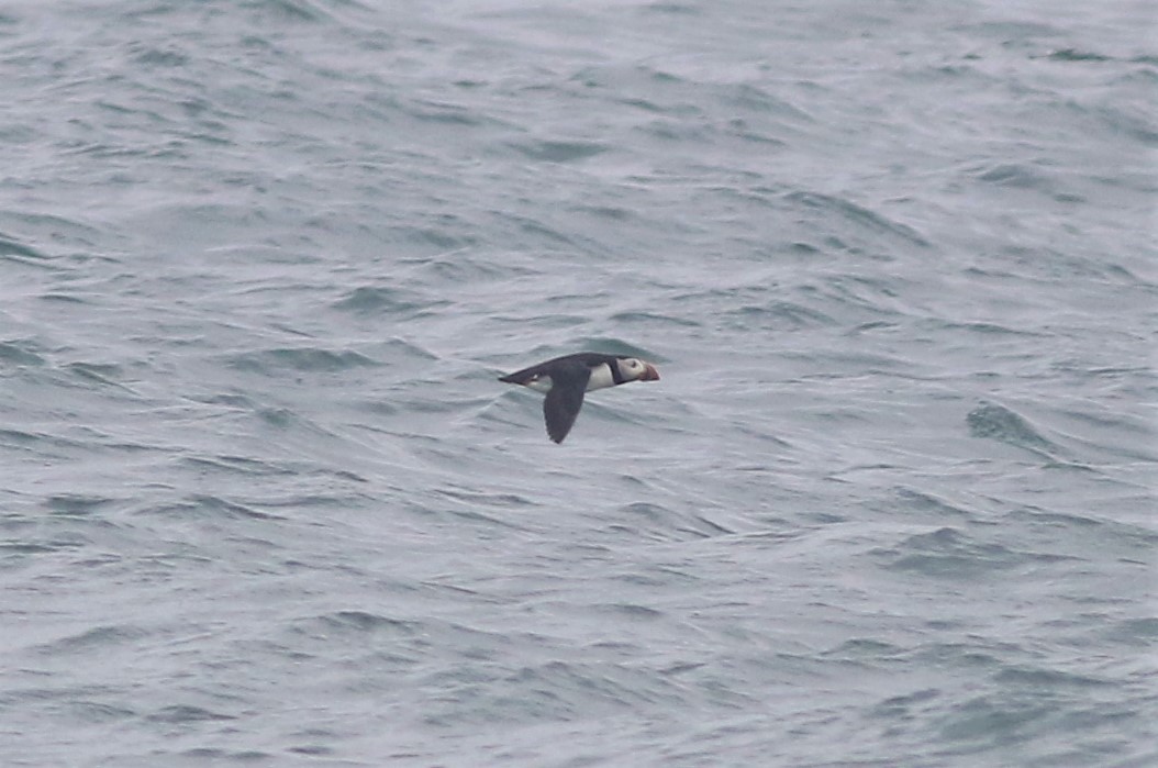 Atlantic Puffin - ML352242041