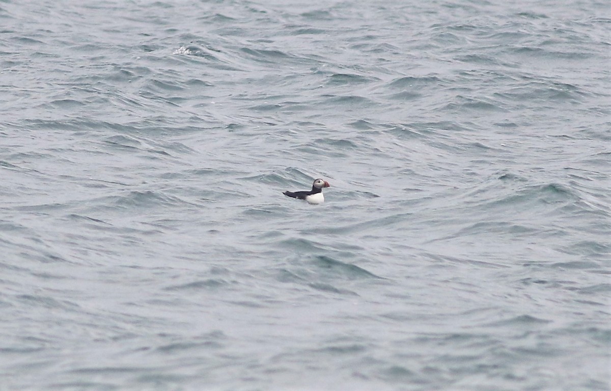 Atlantic Puffin - ML352242061