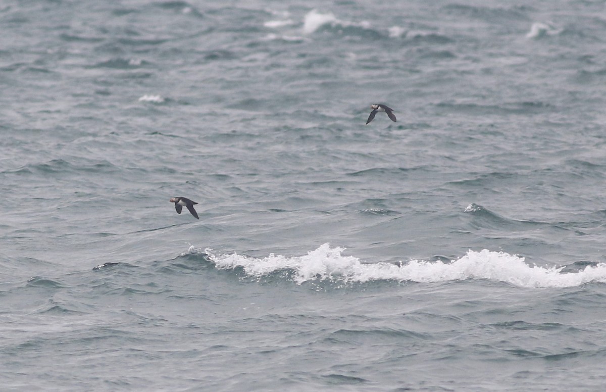 Atlantic Puffin - ML352242071