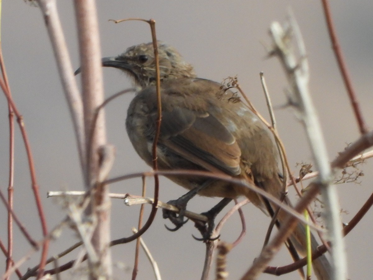 California Thrasher - ML352242681