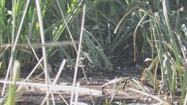 Rufous-sided Crake - ML352243281
