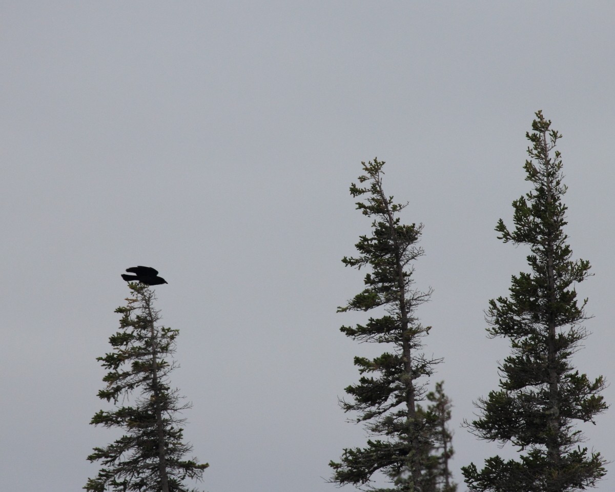 American Crow - ML35224331