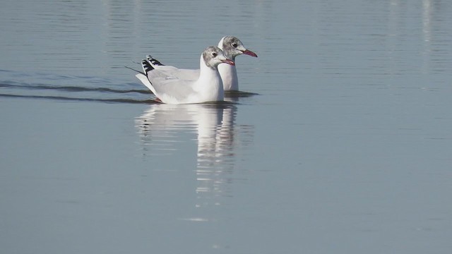 Brown-hooded Gull - ML352243671