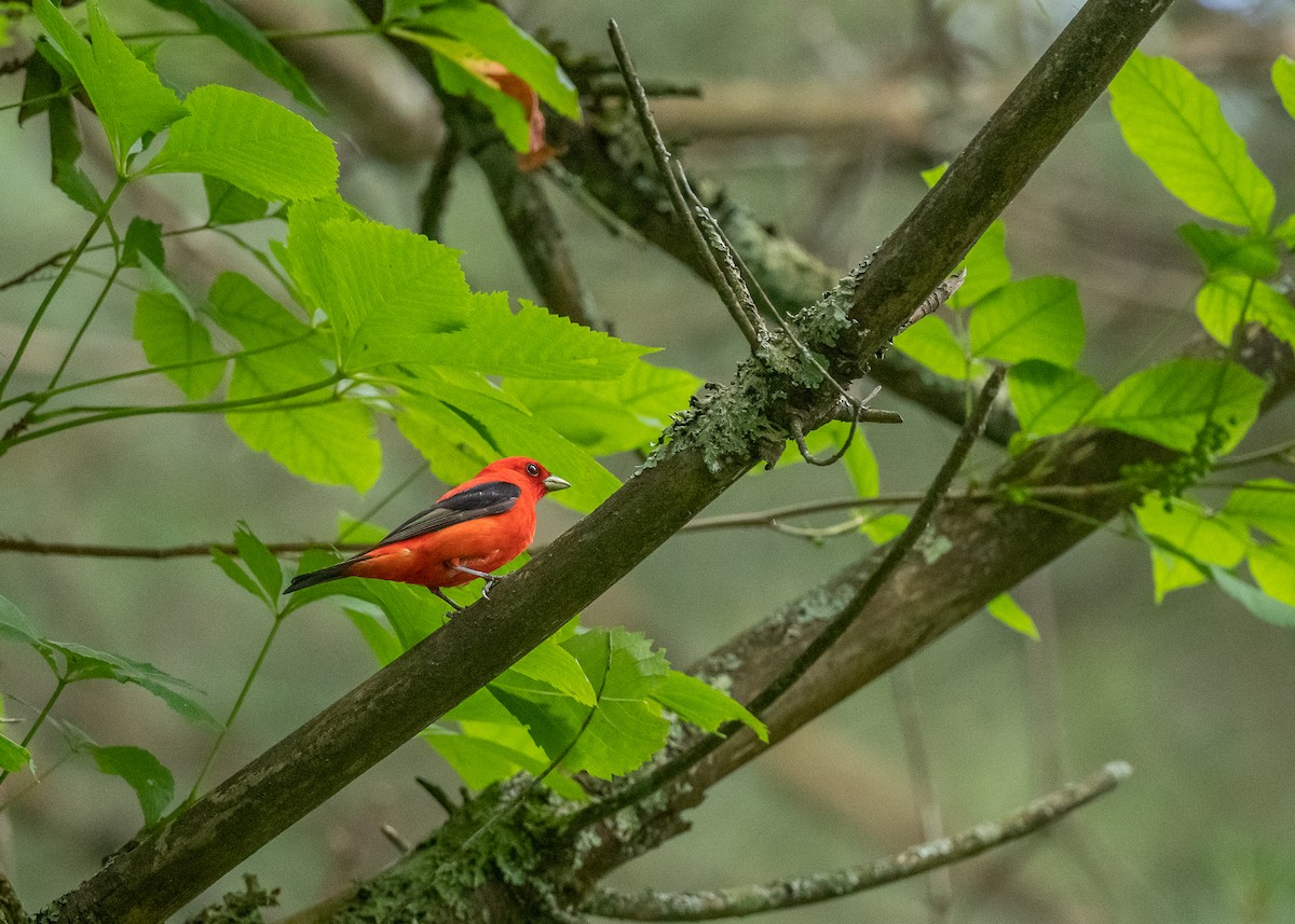 Scarlet Tanager - ML352244261