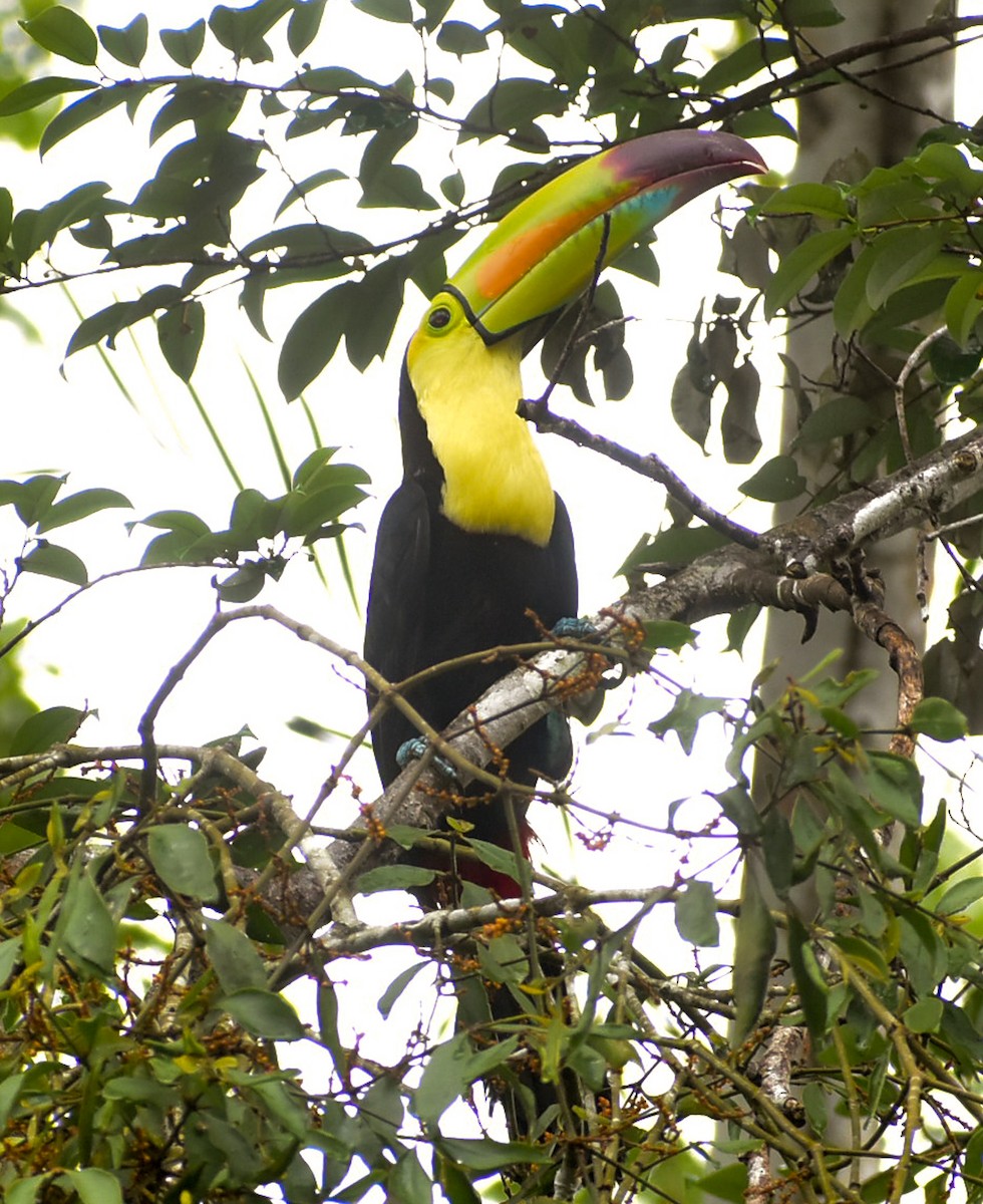 Keel-billed Toucan - ML352246661