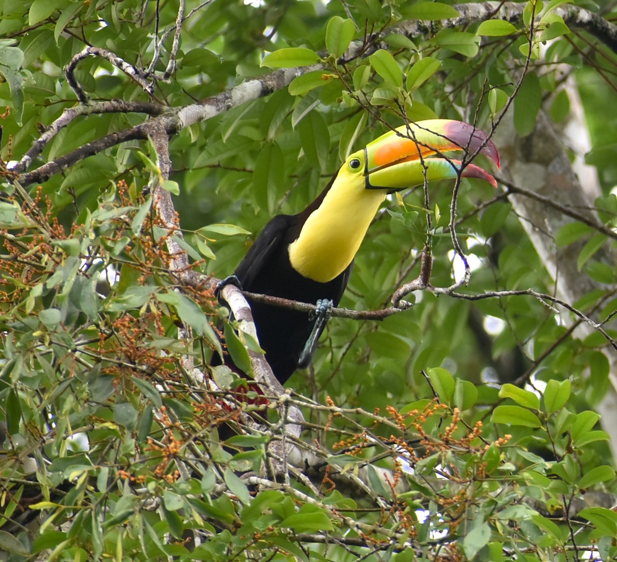 Keel-billed Toucan - ML352246681